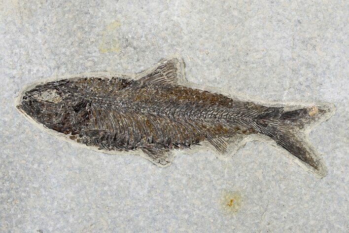 Fossil Fish (Knightia) - Wyoming #179213